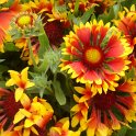 Gaillardia aristata fleur